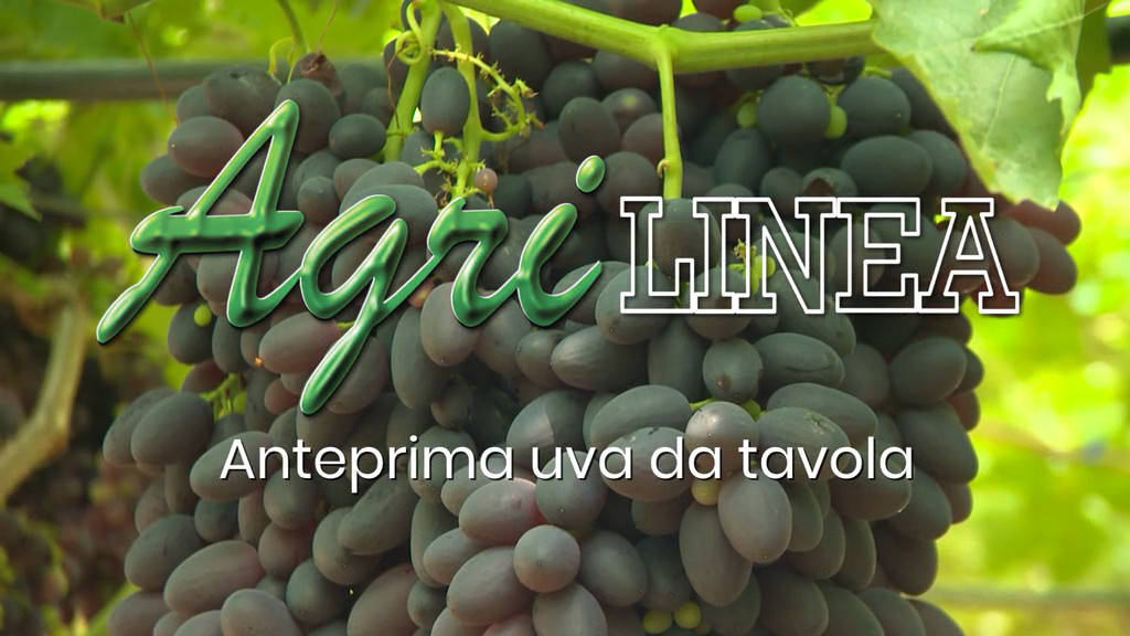 Agrilinea Tv Anteprima Uva Da Tavola